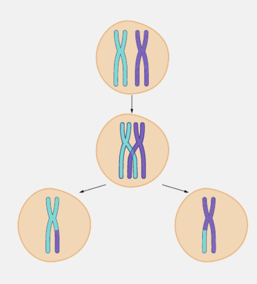 <p>Also known as crossing over, a process that increases variation where homologous chromosomes come into contact and swap a certain part, meaning the chromosomes trade the alleles each have</p>