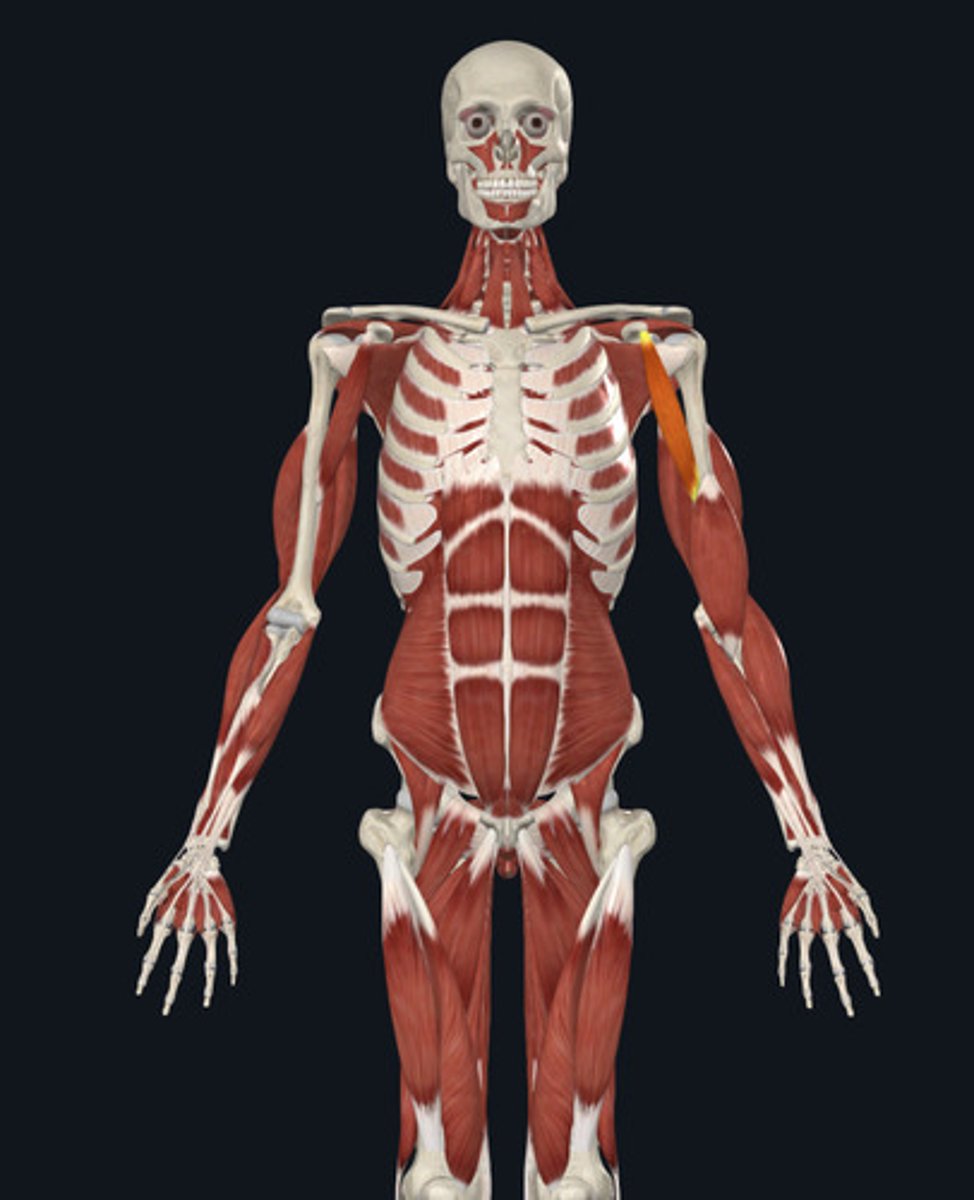 <ul><li><p><u>Origin:</u>&nbsp;Scapula, coracoid process</p></li><li><p><u>Insertion:</u>&nbsp;<strong>Humerus</strong>; brachium—upper arm</p></li><li><p><u>Action:</u>&nbsp;<strong>Shoulder adduction</strong>, flexion</p></li></ul><p></p>