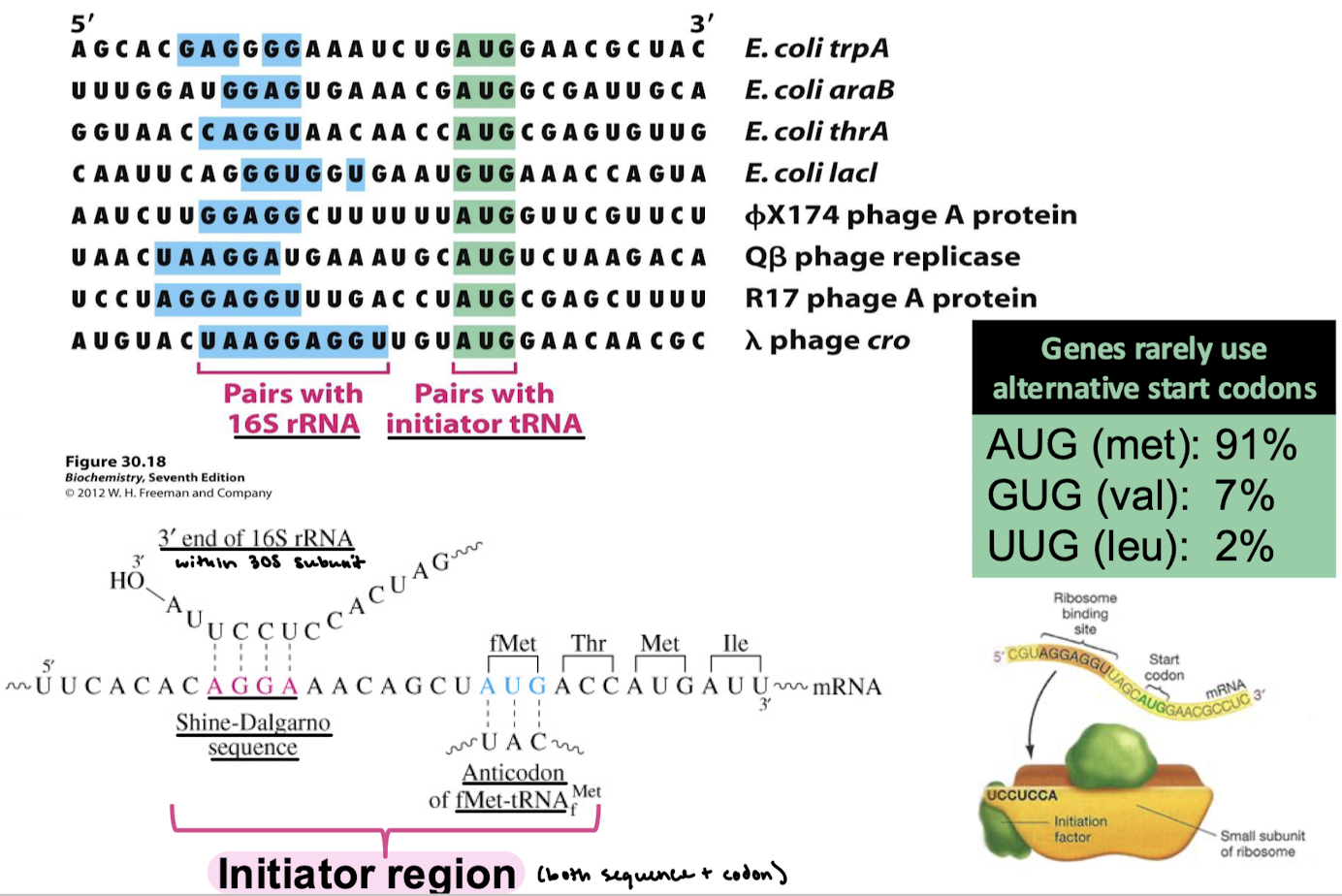 <p>The 3’ end of 16S rRNA on the small subunit. The anticodon of fMet-tRNAfMet.</p>