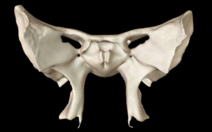 <p>Which bone is this?</p>