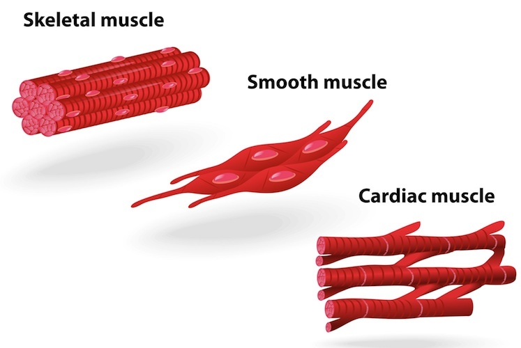 <p>Made of tightly packed together cells that allow for contractions to cause movement</p>