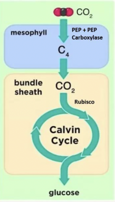 <ul><li><p>separation of initial CO2 fixation &amp; Calvin cycle: no separation: btwn mesophyll &amp; bundle-sheath cells (in space)</p></li><li><p>stomata open: day</p></li><li><p>best adapted to: hot, sunny environments</p></li></ul><p></p>