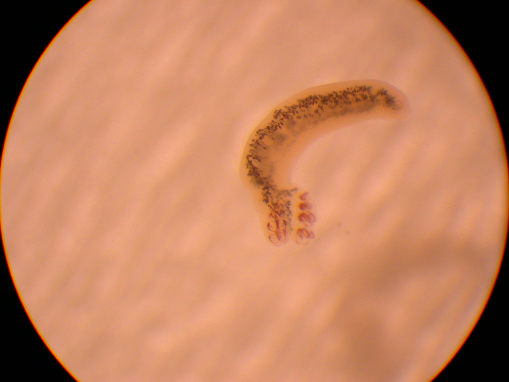 <p>free-swimming larva that attaches to a fish</p><p></p>