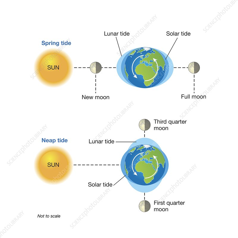<p>Characterized by high tidal range during full or new moon.</p>