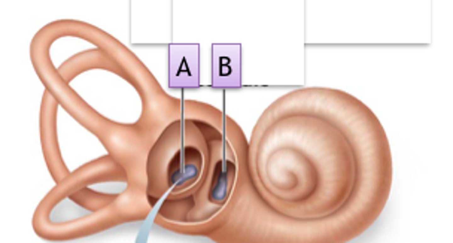 <p>Sensory Organs contained in the utricle and saccule</p><p>Sensitive to linear acceleration</p><p>A - utricle -- horizontal</p><p>B - Saccule -- vertical</p><p>Gravity dependent</p>