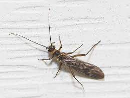 Order of Stoneflies