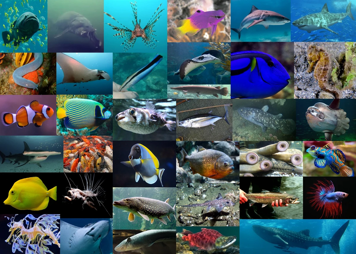 <p>Phylum Chordata</p>