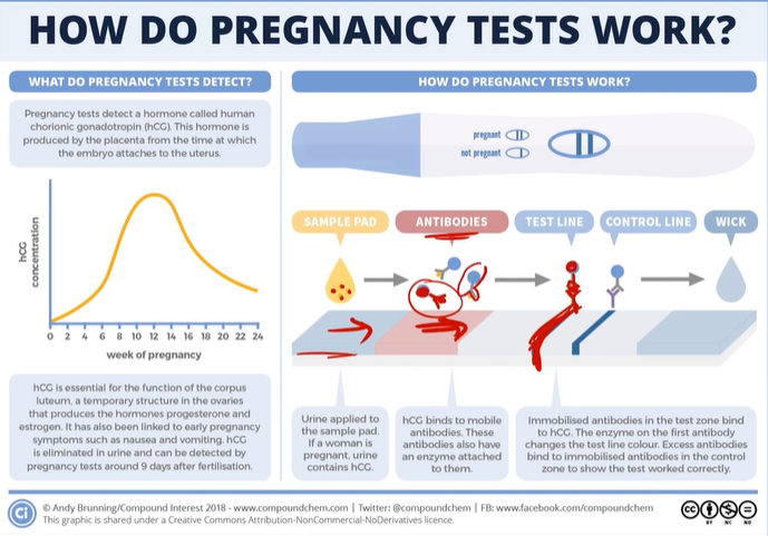 <ol><li><p>Urine moves through the <strong>absorbent pad</strong> on the test stick.  If <strong>HCG (Human Chorionic Gonadotropin)</strong> is present, it <strong>binds to specific antibodies</strong> in the test. <br></p></li><li><p>These <strong>antibodies travel along the test strip</strong>, carrying attached <strong>enzymes</strong>. <br></p></li><li><p>When antibodies <strong>reach the first test line</strong>, they <strong>attach to immobilized antibodies</strong> there.  <br></p></li><li><p>The enzyme from the moving antibody <strong>causes a color change</strong>, indicating <strong>HCG presence</strong> (positive result).</p></li></ol><p><br>If there is no HCG present, the antibodies will continue migrating down the stick, until they reach the “control” test line, that will bind to antibodies without HCG and won’t change color.</p>