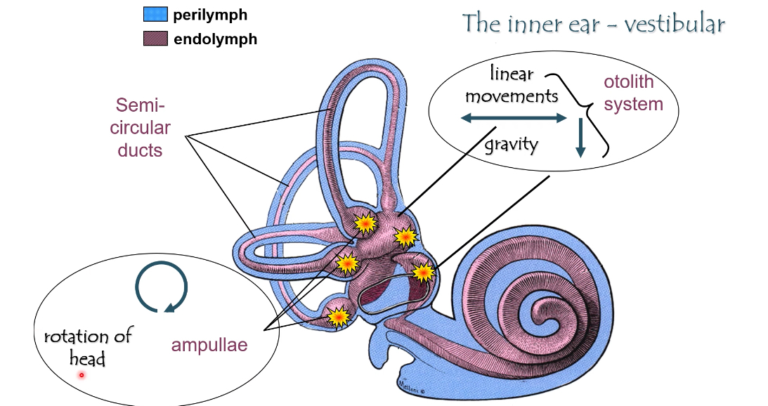<p></p><ul><li><p><span>The vestibular system detects head movement and head position</span></p></li><li><p><span>It tells the brain:</span></p><ul><li><p><span>Are you rotating?</span></p></li><li><p><span>Are you moving in a straight line?</span></p></li><li><p><span>Which way is gravity (tilt)?</span></p></li></ul></li></ul><p></p><ul><li><p><span>It uses hair cells, just like hearing, but for movement, not sound</span></p></li></ul><p></p><p><span><strong>Fluids (same idea as hearing)</strong></span></p><ul><li><p><span>Perilymph (blue)</span></p><ul><li><p><span>Surrounds the membranous structures</span></p></li><li><p><span>Normal extracellular fluid</span></p></li></ul></li></ul><p></p><ul><li><p><span>Endolymph (purple)</span></p><ul><li><p><span>Inside the vestibular ducts</span></p></li><li><p><span>High K⁺</span></p></li><li><p><span>Bathes the stereocilia</span></p></li></ul></li></ul><p></p><p></p><p><span>Hair-cell depolarisation still depends on K⁺ entering from endolymph.</span></p><p></p><p><span><strong>Two vestibular subsystems </strong></span></p><p></p><p><span><strong>1) Semicircular canals → rotation</strong></span></p><p><span>What they detect</span></p><ul><li><p><span>Rotational (angular) movement of the head</span></p></li><li><p><span>Turning your head left/right, nodding, tilting sideways</span></p></li></ul><p></p><p><span>Structure</span></p><ul><li><p><span>Three canals (horizontal, anterior, posterior)</span></p></li><li><p><span>Each canal ends in an ampulla</span></p></li></ul><p></p><p><span>Ampulla</span></p><ul><li><p><span>Enlarged region at the base of each canal</span></p></li><li><p><span>Contains the crista ampullaris (sensory organ)</span></p></li></ul><p></p><p><span>How it works</span></p><ul><li><p><span>Head rotates</span></p></li><li><p><span>Endolymph lags behind due to inertia</span></p></li><li><p><span>This bends the cupula in the ampulla</span></p></li><li><p><span>Stereocilia bend</span></p></li><li><p><span>Hair cells change firing rate</span></p></li><li><p><span>Direction of rotation is encoded by increase vs decrease from baseline</span></p></li></ul><p></p><p><span>Key idea</span></p><ul><li><p><span>Semicircular canals = rotation</span></p></li></ul><p></p><p><span><strong>2) Otolith system (utricle + saccule) → linear movement &amp; gravity</strong></span></p><p></p><p><span>What they detect</span></p><ul><li><p><span>Linear acceleration (forward/back, up/down)</span></p></li><li><p><span>Head tilt relative to gravity</span></p></li></ul><p></p><p><span>Structures</span></p><ul><li><p><span>Utricle</span></p></li><li><p><span>Saccule</span></p></li></ul><p></p><p><span>Together called the otolith organs.</span></p><p></p><p><span>Sensory region</span></p><ul><li><p><span>Macula</span></p></li><li><p><span>Contains hair cells</span></p></li></ul><p></p><p><span>Otoliths</span></p><ul><li><p><span>Tiny calcium carbonate crystals</span></p></li><li><p><span>Sit on a gelatinous layer above stereocilia</span></p></li></ul><p></p><p><span>How it works</span></p><ul><li><p><span>Head tilts or moves linearly</span></p></li><li><p><span>Otoliths shift due to gravity or acceleration</span></p></li><li><p><span>This bends stereocilia</span></p></li><li><p><span>Hair cells depolarise or hyperpolarise depending on direction</span></p></li></ul><p></p><p><span>Key idea</span></p><ul><li><p><span>Utricle &amp; saccule = straight-line movement + gravity</span></p></li></ul><p></p><p><span><strong>What the yellow stars mean on the slides</strong></span></p><ul><li><p><span>They mark where the sensory receptors (hair cells) are</span></p></li><li><p><span>In the:</span></p><ul><li><p><span>Ampullae of semicircular canals</span></p></li><li><p><span>Maculae of utricle and saccule</span></p></li></ul></li></ul><p></p><p><span><strong>Compare hearing vs vestibular hair cells</strong></span></p><ul><li><p><span>Same basic mechanism:</span></p><ul><li><p><span>Stereocilia bend</span></p></li><li><p><span>Tip links open K⁺ channels</span></p></li><li><p><span>K⁺ enters from endolymph</span></p></li><li><p><span>Glutamate released</span></p></li></ul></li></ul><p></p><ul><li><p><span>Different stimulus:</span></p><ul><li><p><span>Hearing → sound vibration</span></p></li><li><p><span>Vestibular → head movement</span></p></li></ul></li></ul><p></p><p></p>