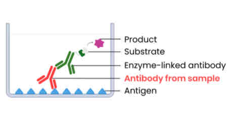 <p>Explain the use of antibodies in the ELISA test to detect antibodies</p>