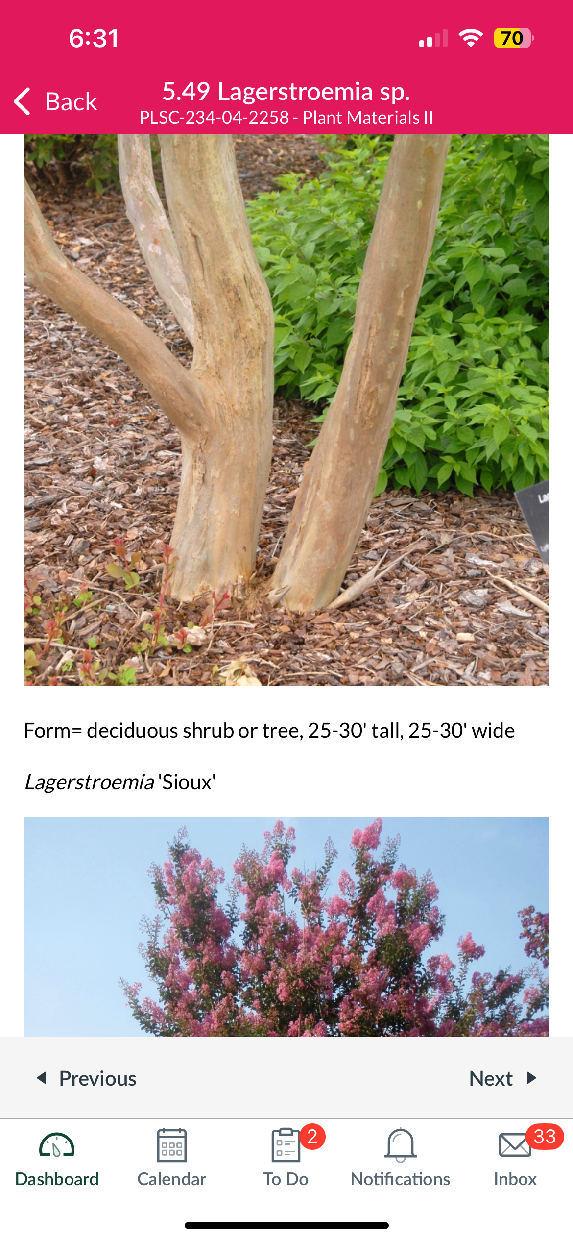 <p>Crape myrtle </p>