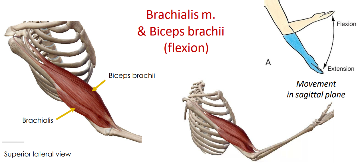 <p>- movement at elbow joint</p><p>- movement in sagittal plane</p><p>ANIMATION ON SLIDE 21</p><ul><li><p>flexion</p></li></ul><p></p>