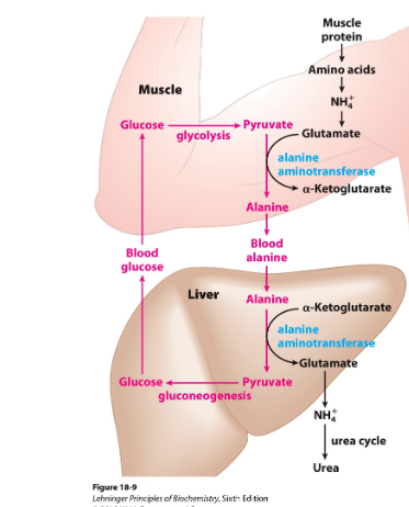 <ul><li><p>Muscles produce pyruvate, lactate and ammonia during anaerobic contracting muscles→ must go to liver</p></li><li><p>Lactate + pyruvate→ incoorperated into glucose→ muscles</p></li><li><p>Ammonia is converted to urea for excretion</p></li><li><p>amino groups from muscle to liver</p></li><li><p>Gluconeogenesis in liver</p></li><li><p>Picture: glucose-alanine cycle</p></li></ul><p></p>