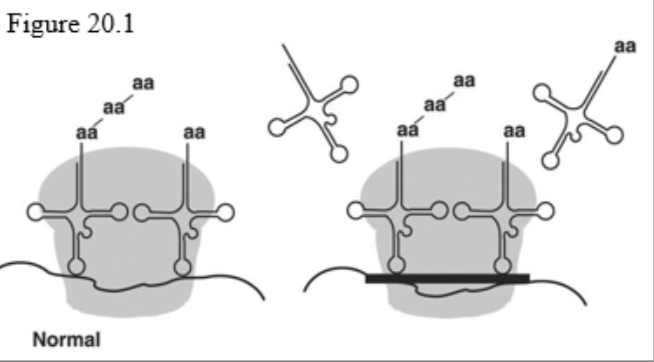 <p><span>The antibiotic tetracycline binds to the 30S subunit of the ribosome, as shown by the dark black bar on the right portion of the diagram in Figure 20.1. The effect is to</span></p>