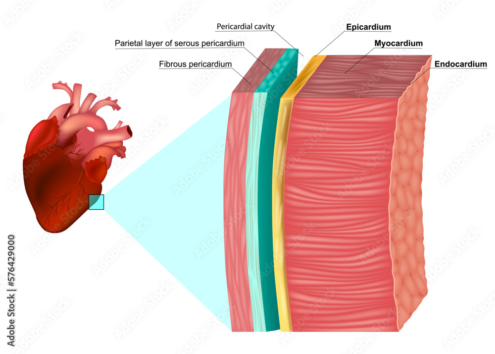 <p><strong><mark data-color="red" style="background-color: red; color: inherit">Microscopic Characteristics of the Heart Wall - Three layers</mark></strong><mark data-color="red" style="background-color: red; color: inherit">:</mark></p><ul><li><p><strong><mark data-color="red" style="background-color: red; color: inherit">Endocardium</mark></strong><mark data-color="red" style="background-color: red; color: inherit">:</mark> simple squamous epithelium + connective tissue.</p></li><li><p><strong><mark data-color="red" style="background-color: red; color: inherit">Myocardium</mark></strong><mark data-color="red" style="background-color: red; color: inherit">: </mark>cardiac muscle cells with intercalated discs; thickest layer.</p></li><li><p><strong><mark data-color="red" style="background-color: red; color: inherit">Epicardium</mark></strong><mark data-color="red" style="background-color: red; color: inherit">: </mark>mesothelium + connective tissue with fat, vessels, nerves.</p></li></ul><p><strong><mark data-color="red" style="background-color: red; color: inherit">Ultramicroscopic Characteristics:</mark></strong><mark data-color="red" style="background-color: red; color: inherit"> </mark></p><ul><li><p><strong><mark data-color="red" style="background-color: red; color: inherit">Cardiomyocytes</mark></strong><mark data-color="red" style="background-color: red; color: inherit">:</mark></p><ul><li><p><strong>Striated</strong>, branched, single central nucleus.</p></li><li><p>Contain <strong>T-tubules</strong>, <strong>sarcoplasmic reticulum</strong>, and many <strong>mitochondria</strong>.</p></li></ul></li><li><p><strong><mark data-color="red" style="background-color: red; color: inherit">Intercalated discs</mark></strong><mark data-color="red" style="background-color: red; color: inherit">:</mark></p><ul><li><p>Contain <strong>desmosomes</strong> (mechanical link) and <strong>gap junctions</strong> (electrical link).</p></li></ul></li><li><p><strong><mark data-color="red" style="background-color: red; color: inherit">Endothelium</mark></strong><mark data-color="red" style="background-color: red; color: inherit"> of endocardium:</mark></p><ul><li><p>Has <strong>tight junctions</strong>, <strong>pinocytotic vesicles</strong>; regulates exchange and prevents clotting.</p></li></ul></li></ul><p><strong><mark data-color="red" style="background-color: red; color: inherit">Functional Characteristics of the Heart Wall:</mark></strong><mark data-color="red" style="background-color: red; color: inherit"> </mark></p><ul><li><p><strong><mark data-color="red" style="background-color: red; color: inherit">Endocardium</mark></strong><mark data-color="red" style="background-color: red; color: inherit">: </mark>Smooth inner lining to reduce friction and prevent clotting.</p></li><li><p><strong><mark data-color="red" style="background-color: red; color: inherit">Myocardium</mark></strong><mark data-color="red" style="background-color: red; color: inherit">: </mark>Main <strong>contractile layer</strong>; responsible for <strong>pumping blood</strong>.</p></li><li><p><strong><mark data-color="red" style="background-color: red; color: inherit">Epicardium</mark></strong><mark data-color="red" style="background-color: red; color: inherit">: </mark>Protective outer layer; contains <strong>coronary vessels</strong> and <strong>fat</strong>.</p></li></ul><p></p>