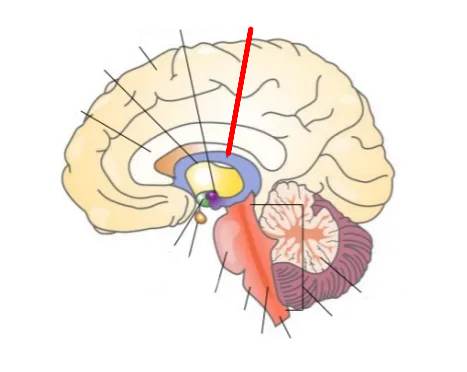 <p>Hippocampus</p>