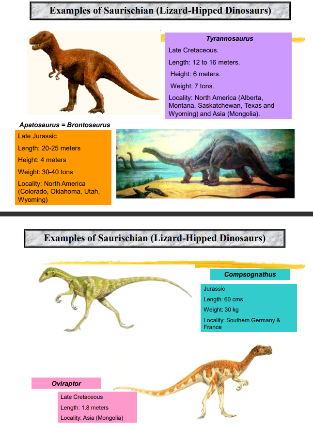 <p><strong>Lizard-Hipped Dinosaurs</strong></p><p>Tyrannosaurus</p><p>Apatosaurus = Brontosaurus</p><p>Compsognathus</p><p>Oviraptor</p>