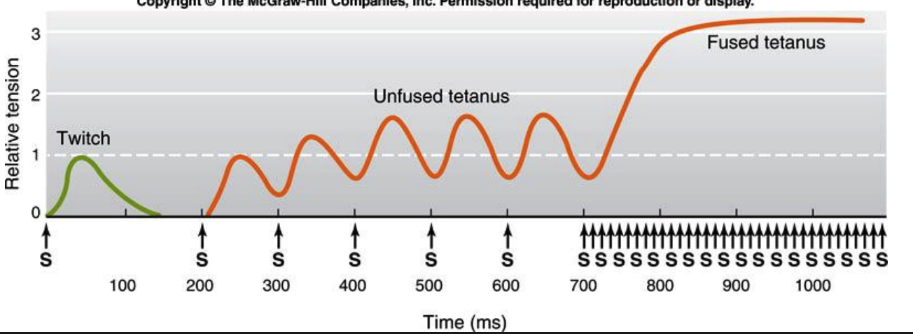 <p>In both synchronous and asynchronous flight muscles, contraction is initiated by an __________</p>