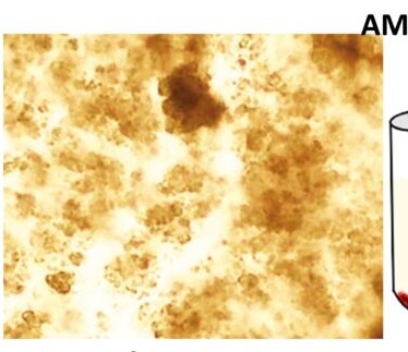 <p>Brick dust or yellow brown granules</p>