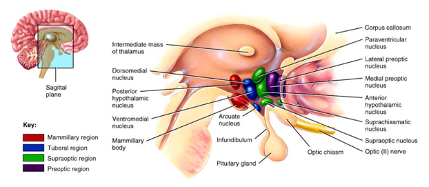 <p>Diencephalon:</p><ul><li><p>3 Main ___-Matter Structures:</p></li></ul><ol><li><p>Thalamus</p><ul><li><p>Acts as a ___ for info going from the ___ ___</p></li><li><p>Sorts, edits, and relays ___ ___</p></li><li><p>For mediation of ___, ___ activity, ___ arousal, ___, and ___</p></li></ul></li><li><p>Hypothalamus</p><ul><li><p>Is the main ___ ___ center for ___</p></li><li><p>Initiates physical response to ___</p></li><li><p>Regulates the ___ system and controls the ___ NS</p></li></ul></li><li><p>Epithalamus</p><ul><li><p>Regulates ___ / ___ cycle</p></li></ul></li></ol><p></p>