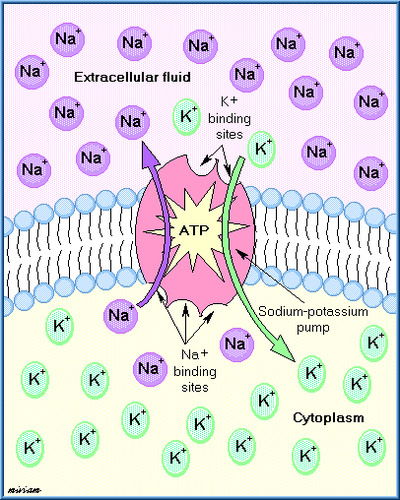 The major electrogenic pump of animal cells