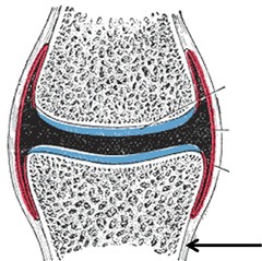 <p>dense fibrous membrane that covers the surface on a bone</p>