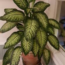 <p><span>Dieffenbachia maculata cv. / Spotted Dumb Cane</span></p>