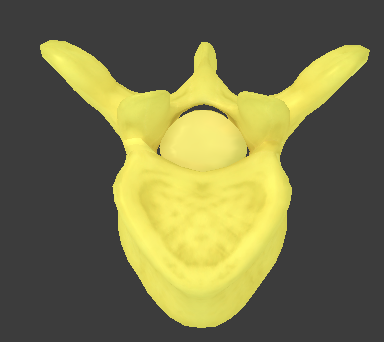 <ul><li><p>large and heart-shaped</p></li><li><p>long transverse processes that have articular facets for the ribs</p></li><li><p>long spinous process that points inferiorly</p></li></ul><p></p>
