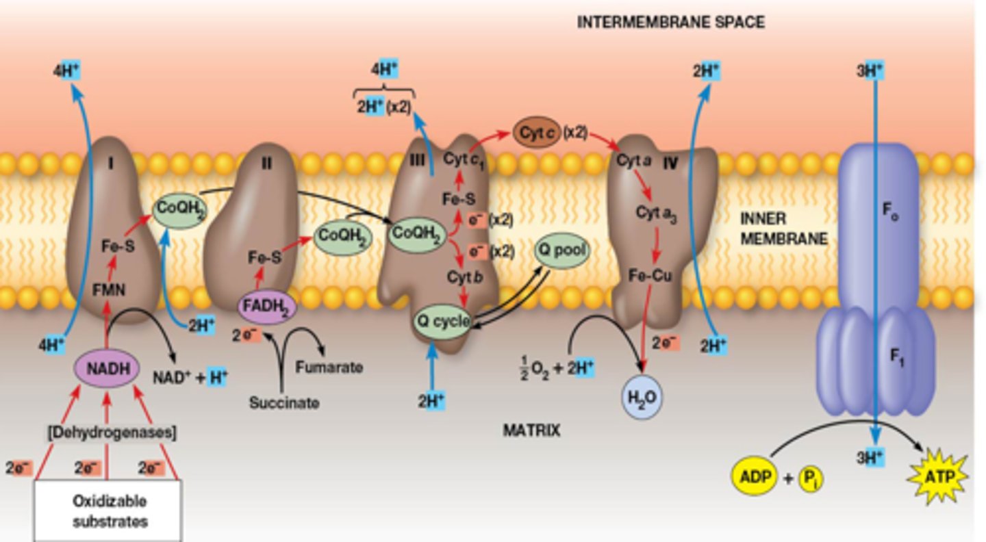 <p>2 elektronen volgen dit pad:</p><p>Complex I: NADH- coenzyme Q oxidoreductase</p><p>NADH levert 2 elektronen en 1 proton af.</p><p>De elektronen worden overgedragen aan co-enzym Q </p><p>Tijdens dit proces worden 4 protonen van de matrix naar de intermembranaire ruimte gepompt.</p><p>Complex II: Succinaat dehydrogenase</p><p>Bevat FADH₂ als prosthetische groep.</p><p>De 2 elektronen die vrijkomen omzeilen complex I, waardoor er minder protonen worden gepompt: in plaats van 10 protonen (bij NADH), worden er slechts 6 protonen (bij FADH2) in totaal verplaatst.</p><p>Complex III: Co-enzym Q-cytochroom C oxidoreductase</p><p>Verplaatst 4 protonen van de matrix naar de intermembranaire ruimte.</p><p>Complex IV: Cytochroom C oxidase </p><p>Cytochroom C draagt elektronen over aan zuurstof via cytochroom C oxidase.</p><p>Hierbij worden per cytochroom C 2 protonen naar de intermembranaire ruimte gepompt.</p><p>Zuurstof wordt gereduceerd tot water.</p><p>Om een volledige zuurstofmolecule (O₂) te reduceren, moet de reactie tweemaal plaatsvinden.</p>
