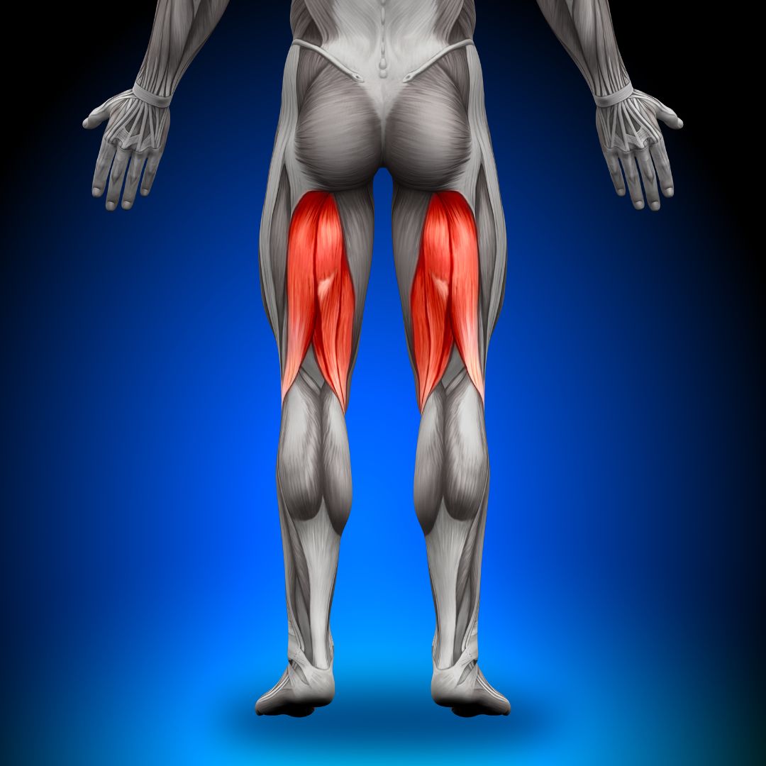 <p>Back of thigh; </p><p>3 muscles </p><p> 'Ham = back of leg'</p>
