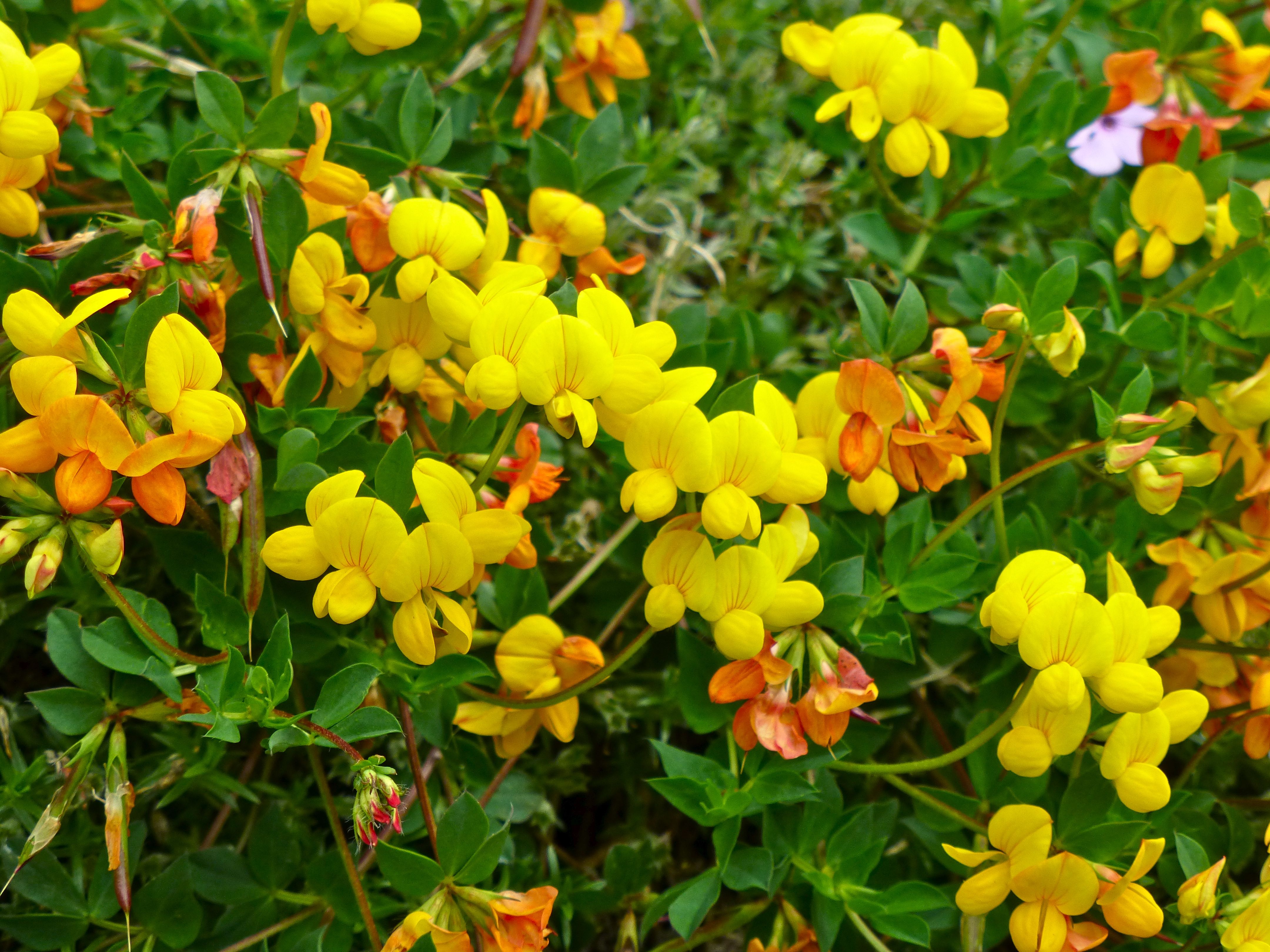 <p><span>Bird’s-foot trefoil, Eggs and bacon</span></p>