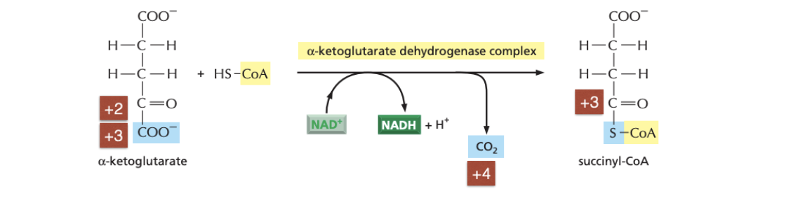 * 𝛼-ketoglutarate dehydrogenase catalyses the oxidation of the carbon 5 from +3 to +4 by carboxylation to release CO2 and oxidation of the carbon 4 from +2 to +3
* the oxidation (-ΔG) is coupled to formation of NADH and formation of succinyl CoA (+ΔG)
