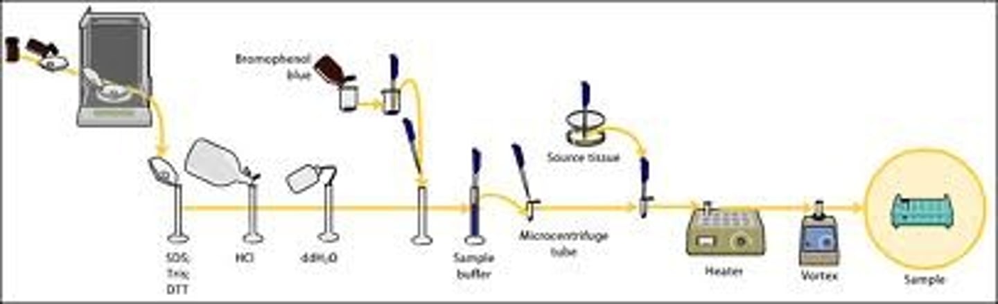 <p>SDS-PAGE, sodium dodecyl sulfate polyacrylamide gel electrophoresis, is a technique widely used in biochemistry, forensics, genetics and molecular biology to separate proteins according to their electrophoretic mobility (a function of length of polypeptide chain or molecular weight). SDS gel electrophoresis of samples that have identical charge per unit mass due to binding of SDS results in fractionation by size. This method can be used to separate all types, even those that are not water soluble.</p>