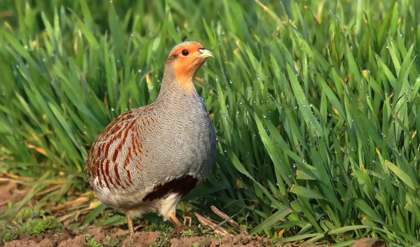 <p>zařaď živočicha do systému</p><p>Třída - řád - čeleď - druh čeština (latina)</p>