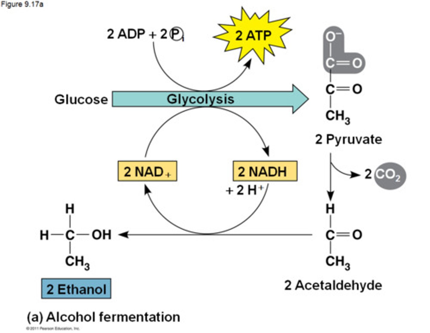 <p>a form of anaerobic respiration found in yeast and bacteria to produce CO2, ethanol and NAD+</p>
