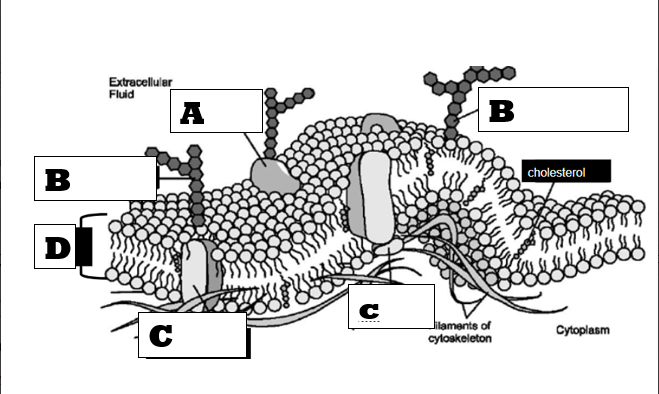 <p></p><p>On the diagram below, the letter "D" represents what molecule?</p>
