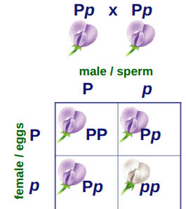 <p>The cross between two individual organisms accounting for only one trait</p>