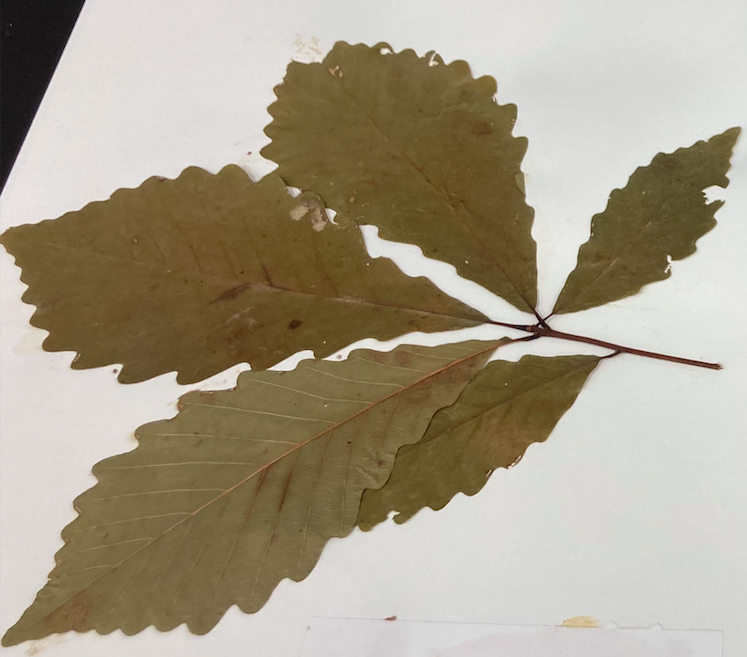 <p>Family + Genus?</p>