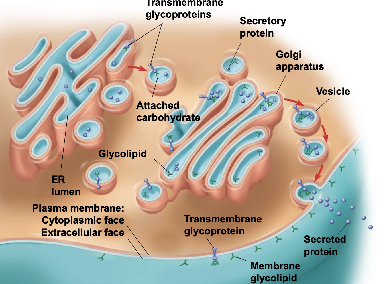  \n .Membranes have distinct inside and outside faces \n .The asymmetrical distribution of proteins, lipids, and associated carbohydrates in the plasma membrane is determined when the membrane is built by the ER and Golgi apparatus