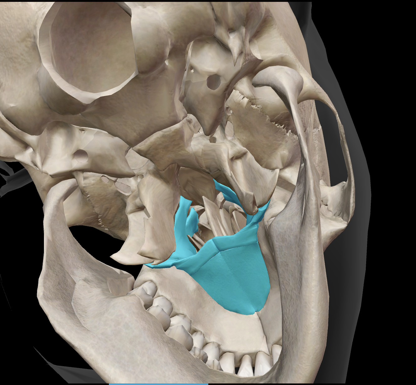 <p>What makes up the hard palate?</p>