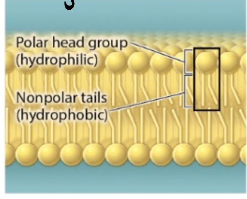 <p><span style="line-height: normal;">basic structural </span>arrangement <span style="line-height: normal;">of cell membrane before curving into closed shape (forms liposome)</span></p><ul><li><p>consists of polar head group facing the external environment, and nonpolar tail facing the internal environment</p></li><li><p>is selectively permeable</p></li></ul><p></p>