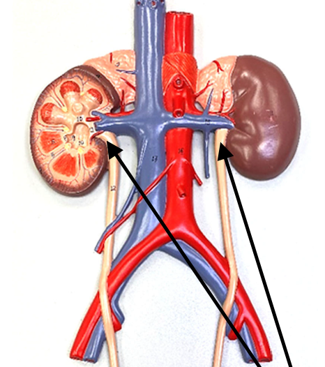 <p>Actually a little higher than I marked</p>