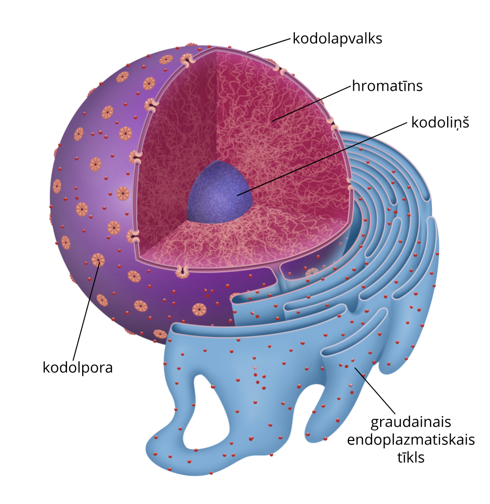 <ul><li><p>kodola apvalks</p></li><li><p>poras</p></li><li><p>kodoliņsš</p></li><li><p>hromatīns</p></li></ul><p></p>