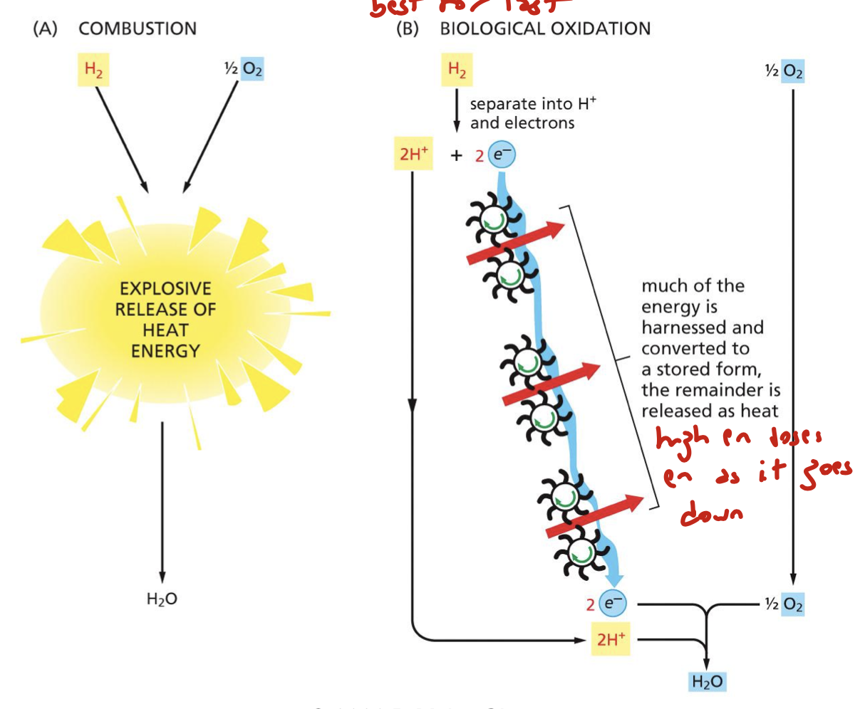 <p>it loses energy as it’s passed along the chain. transfer of electrons is in the direction of proteins with increasing electron affinity: the final electron acceptor is oxygen, which has the highest affinity for electrons</p>