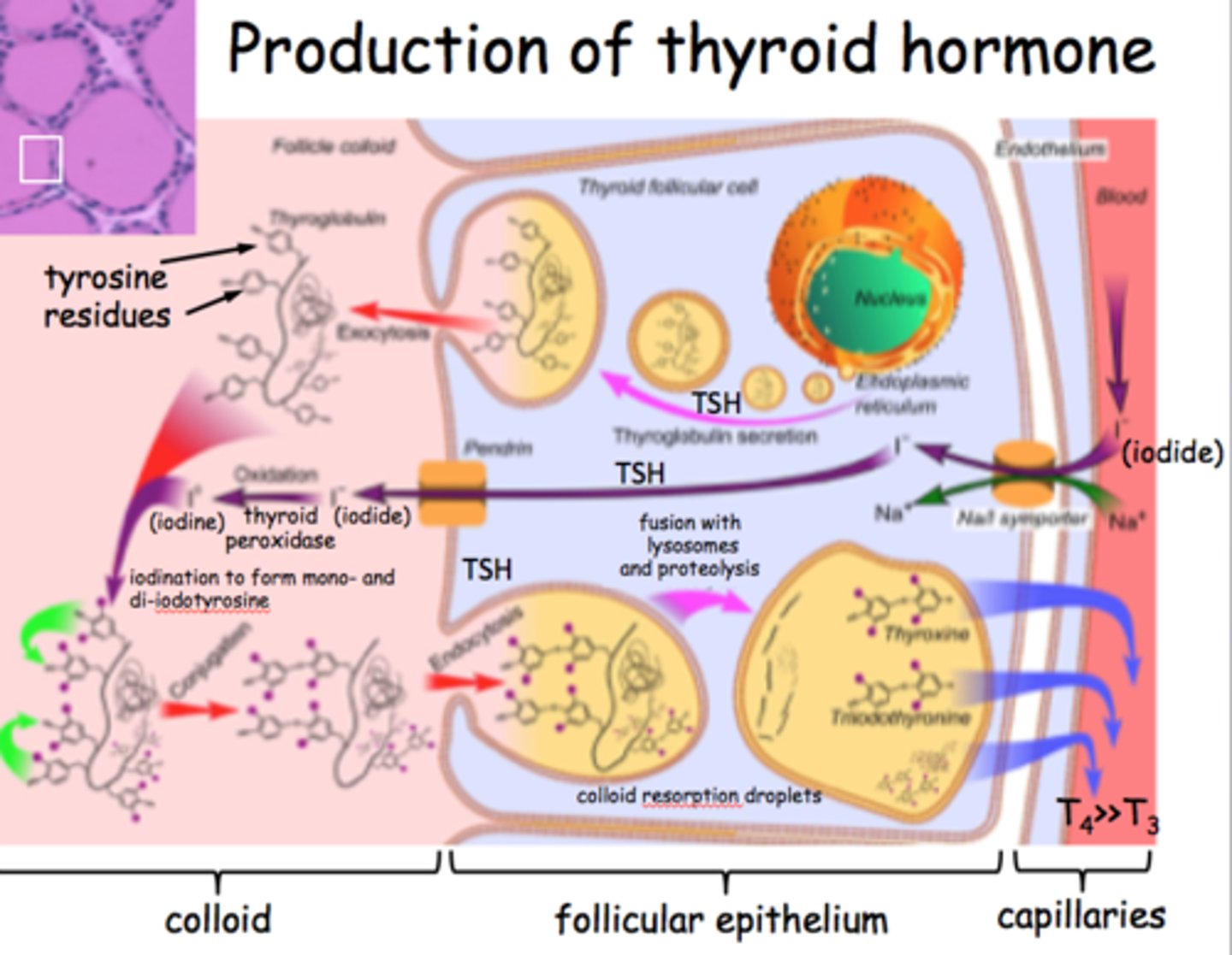 <p>Includes thyroxine and triiodothyronine. Produced in follicular cells. -Regulates metabolic rate and production of heat -Maintains BP -Promotes normal functioning of several organ systems. Goiter is enlarged</p>
