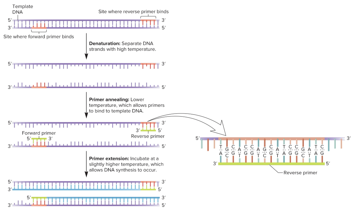 <ul><li><p>carried out in thermocycle, all reagents in one tube</p></li><li><p>sequential process of denaturing-annealing-synthesis repeated for many cycles, typically 20-30 cycles of replication, taking a few hours</p></li><li><p>after 20 cycles, target DNA sequence increase 2<sup>20</sup>-fold (1 million-fold)</p></li><li><p>after 30 cycles, target DNA sequence increase 2<sup>30</sup>-fold (1 billion-fold), assuming 100% efficiency (not real)</p></li></ul><p></p>