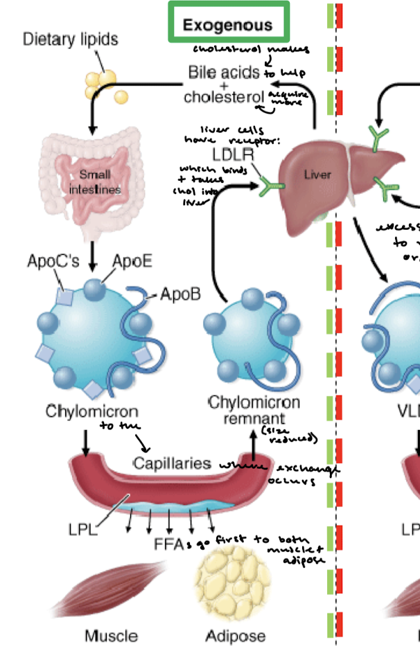 <p>Cholesterol makes bile acids in the liver to help acquire more cholesterol because bile lipids help digest dietary lipids in the small intestines.</p>