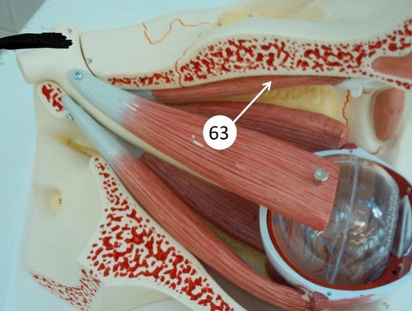 <p>extraocular muscle that controls eye movement; moves eye downward and outward, while also rotating the top of the eye inward</p>