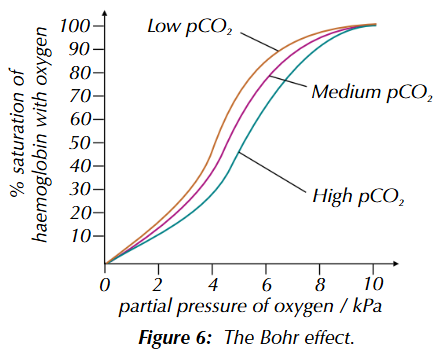 <p>the partial pressure of carbon dioxide (pCO2) is the concentration of carbon dioxide in a cell, which affects the affinity of haemoglobin. at a higher pCO2, haemoglobin gives up oxygen more readily</p><p>when cells respire they produce carbon dioxide, increasing rate of oxygen unloading. this will cause a dissociation curve to shift left at a low pCO2 and right at a high pCO2. the saturation of blood with oxygen is lower for the same pO2, meaning more oxygen is being released. this is called the Bohr effect</p>