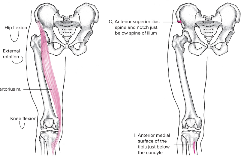 Anterior, longest muscle in the body 

Origin: Anterior superior iliac spine/ notch just below spine of ilium 

Insertion: Below knee (biarticular, anterior medial surface of the tibia below the condyle)

Action at pelvis: Anterior pelvic rotation 

Action at hip: Flexion, abduction 

Action at knee: flexion 